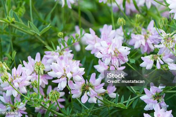 Beatiful Liloac Wild Flowers Stock Photo - Download Image Now - Beauty In Nature, Blossom, Bright
