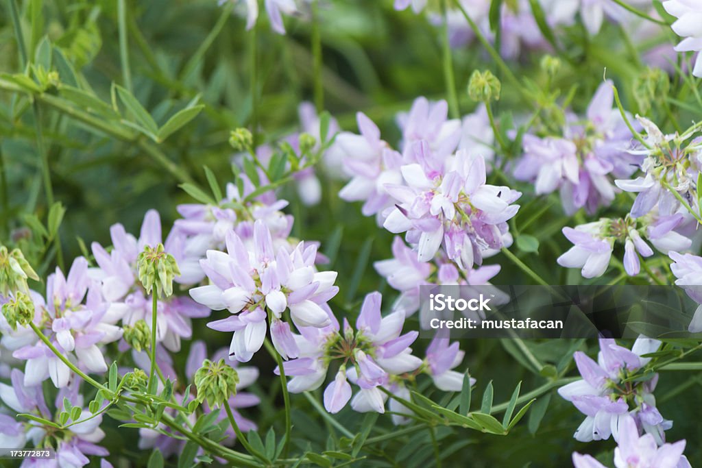 Beatiful liloac dzikie kwiaty - Zbiór zdjęć royalty-free (Bez ludzi)