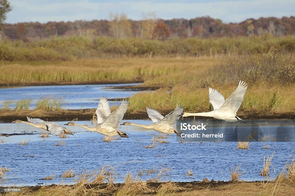 Cuatro trompetista cisnes toma vuelo - Foto de stock de Wisconsin libre de derechos