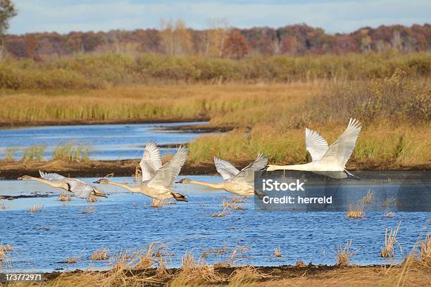 Cuatro Trompetista Cisnes Toma Vuelo Foto de stock y más banco de imágenes de Wisconsin - Wisconsin, Pantano - Zona húmeda, Agua