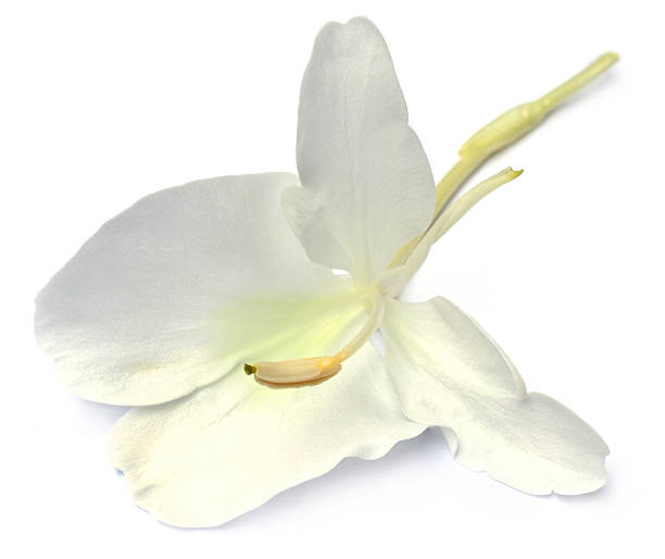 istock Butterflylily or Dolanchapa flower 173774000