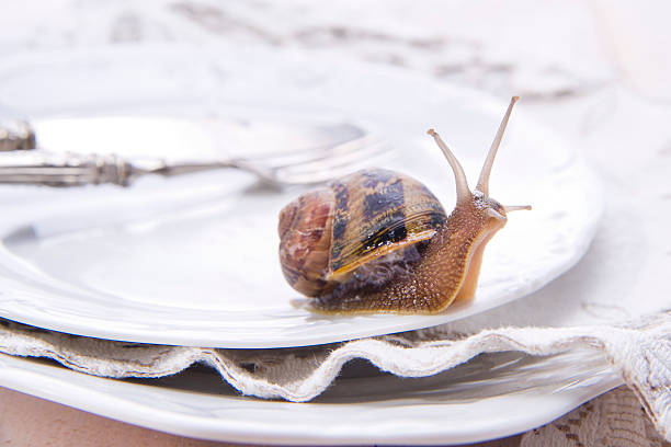 istock Lunch of Snails 173774053