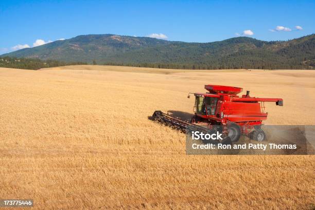 Kombinieren Sie Ernten Weizen Crop Stockfoto und mehr Bilder von Mähdrescher - Mähdrescher, Agrarbetrieb, Agrarland