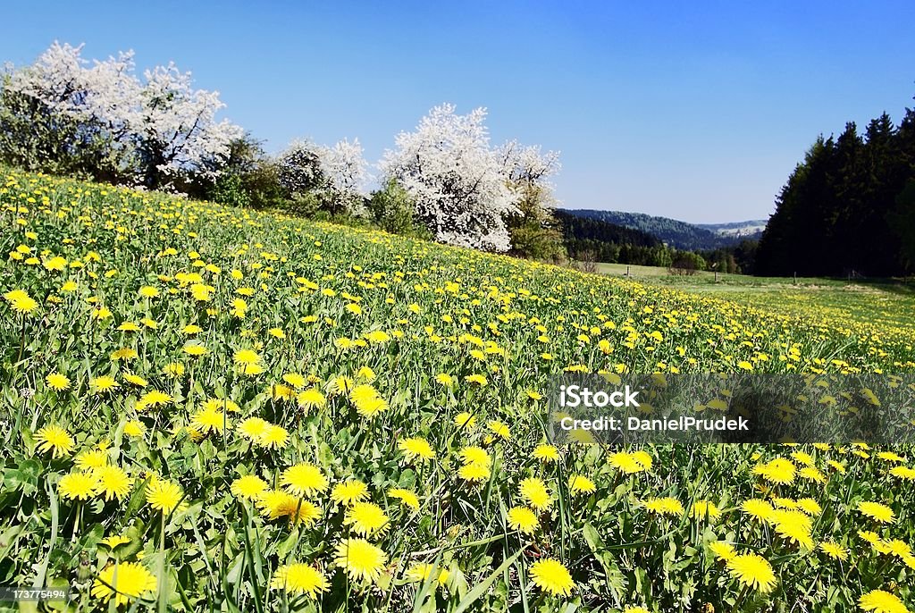 meadow com dentes de leão comum - Foto de stock de Flor royalty-free