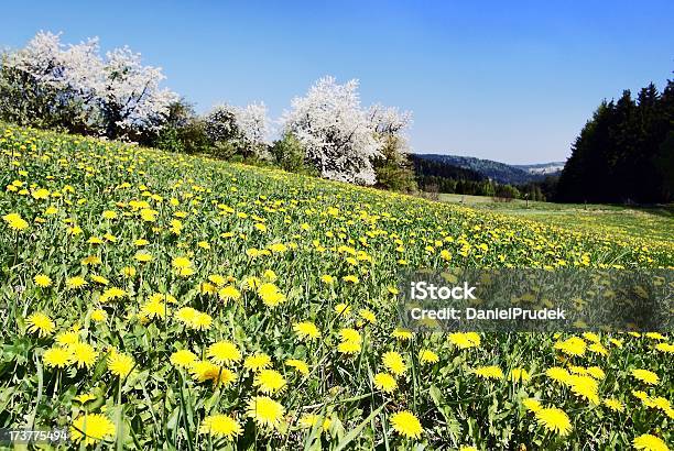 Foto de Meadow Com Dentes De Leão Comum e mais fotos de stock de Flor - Flor, Groelândia, Ajardinado