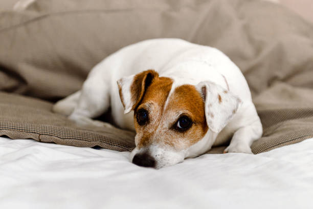 istock A Jack Russell dog with a red bow around its neck. 1737755984