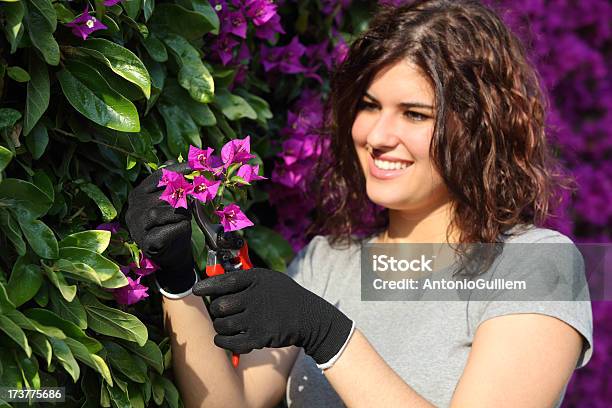 Gardener Woman Cutting A Pink Flower With Secateurs Stock Photo - Download Image Now