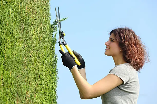 Gardener woman pruning a cypress with pruning shears with the sky in the background