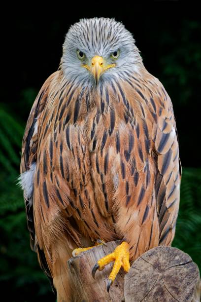 istock Closeup of a kite perched on the branch with a blurry background 1737757574