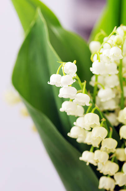 istock Lily of the valley 173776305