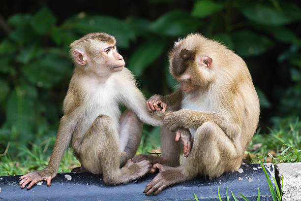 Pig-tailed macaque at Khao Yai national park