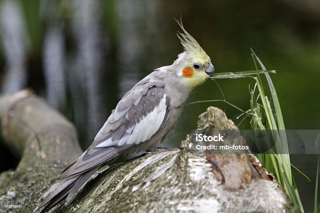 グレイオカメインコ - オウムのロイヤリティフリーストックフォト