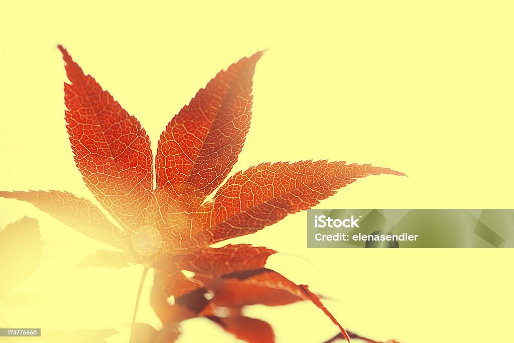 Acer Palmatum - Foto de stock de Abstrato royalty-free