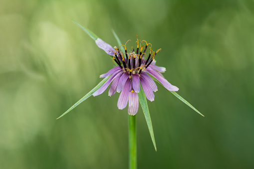 Tragopogon porrifolius (Salsify) edible pink flowering plant with a long taproot. Green background.