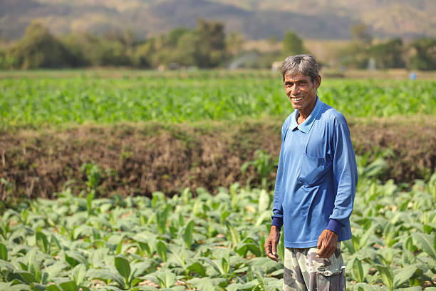 thai asian farmer standing in tobacco field in north Thailand
