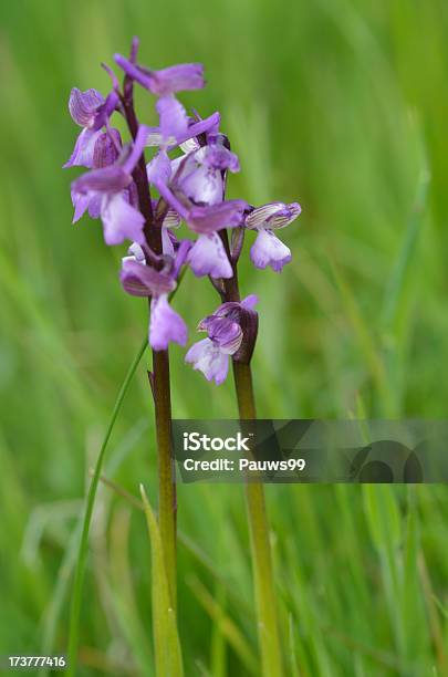 Green Winged Orchid Stock Photo - Download Image Now - Beauty, Beauty In Nature, Blossom