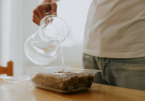 istock A young man waters wheat seeds into a container. 1737775831