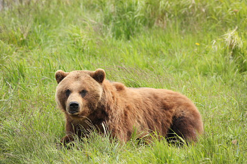 A single adult Alaskan brown bear - Ursus arctos gyas - appears in profile at the bottom of this horizontal frame standing in tall green grass with its head facing the camera.  Image contains two colors - rusty brown of the bear's coat, and the green of the grass.  Photo was taken in Lake Clark National Preserve near Homer, Alaska.