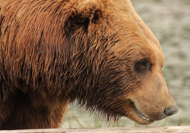 An adult Alaskan brown bear - head and neck - appears close-up in this horizontal frame.  The bear's massive neck occupies the entire left third of the photo, with its head and snout center and right, pointed toward the lower right corner of the frame.  Its mouth is just slightly open with froth appearing along the lower lip.  The bear is typical rusty brown in color.  What little background that shows behind its head is out of focus.  Photo taken in Lake Clark National Preserve near Homer, Alaska.