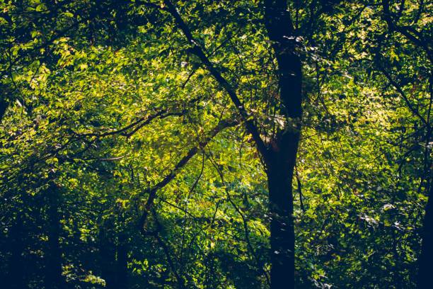 Free Stock Photo of Lush Green Forest Filled With Plants | Download ...