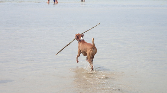 Wide angle view of a large, brown-haired dog on a sandy beach, carrying a large stick in its mouth. The dog is walking in the water, his brown fur dry but paws wet, tail curled up. His body and face are facing towards the water, away from the camera. Photo taken on Tamarindo Beach, in Costa Rica.