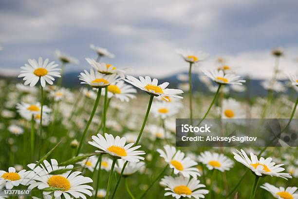 Beautiful Daisies Stock Photo - Download Image Now - Beauty In Nature, Blossom, Brightly Lit