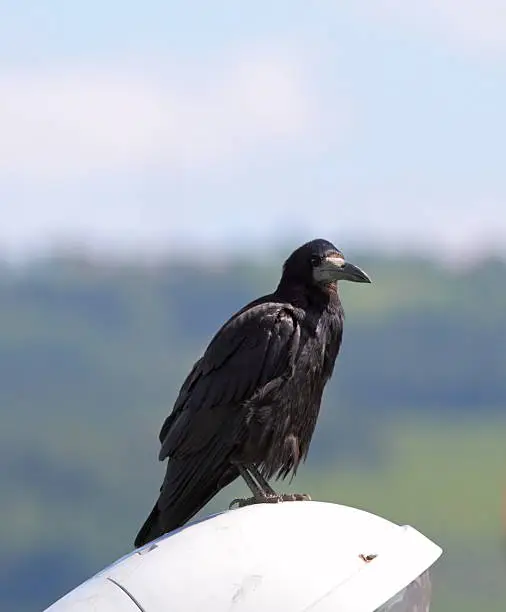 black crow ( corvus frugilegus ) in a composition with short dept of field