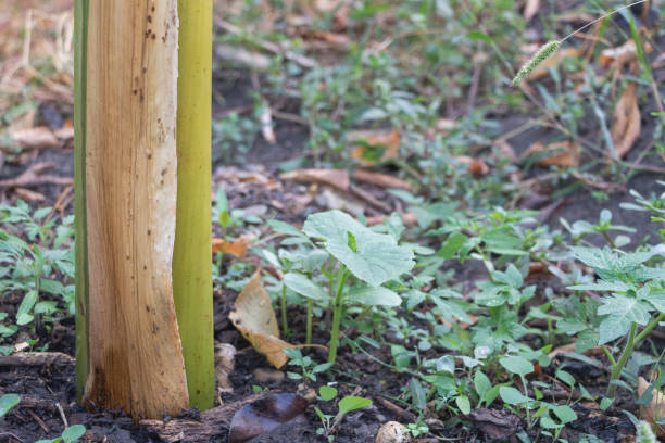 istock A banana tree pseudostem in the garden 1737796575