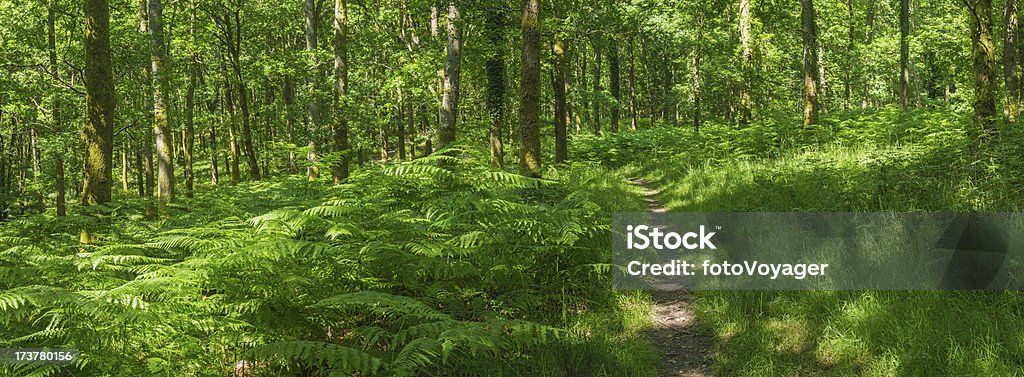 Idílica woodland trail a través de un bosque verde animado helecho panorama - Foto de stock de Aire libre libre de derechos