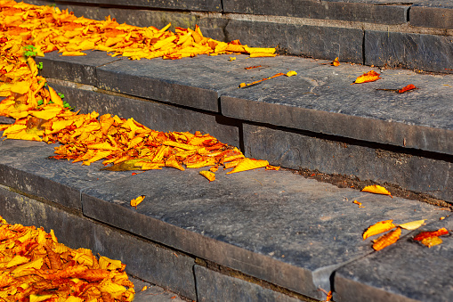 Fallen autumn leaves on the steps of the stairs