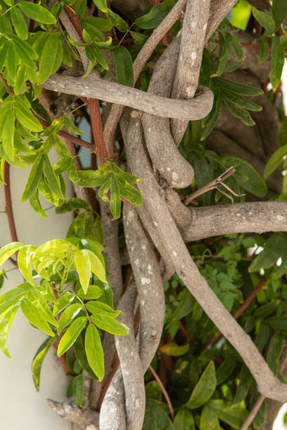 istock Twisting tree truck growing up a pipe 1737815756