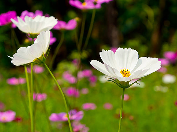 istock Cosmos flowers in blooming 173781606