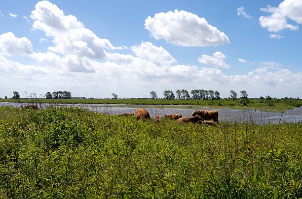 Landscape on Tiengemeten. Buffalo between Hypericum Perforatum on the nature Island Tiengemeten in Netherlands. tiengemeten stock pictures, royalty-free photos & images