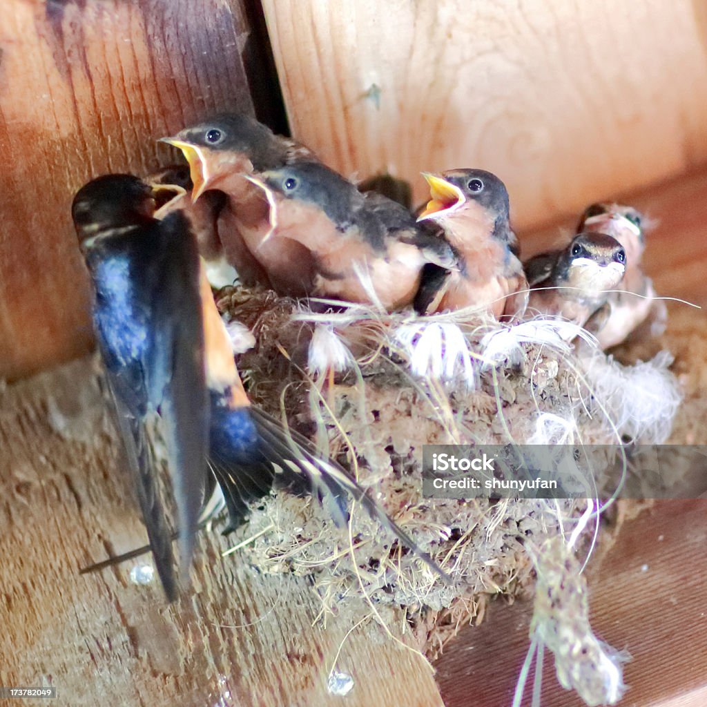 Bebé pájaro - Foto de stock de Alimentar libre de derechos