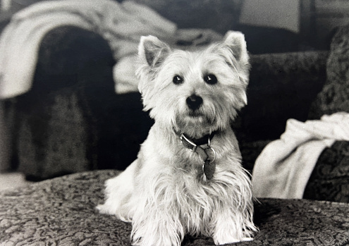 Black and white photograph Cairn Terrier
