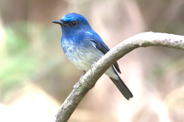 istock Hainan Blue Flycatcher : Cyomis hainanus 173783155