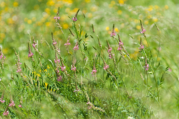 champ de fleurs d'été - flower blumenwiese meadow flower head photos et images de collection