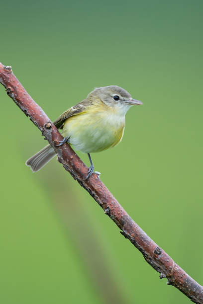 istock Bell's Vireo, Cherokee Prairie, Arkansas 1737857517