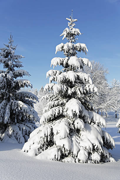 wczesne zimowy poranek blizzard evergreen - isweather2013 zdjęcia i obrazy z banku zdjęć