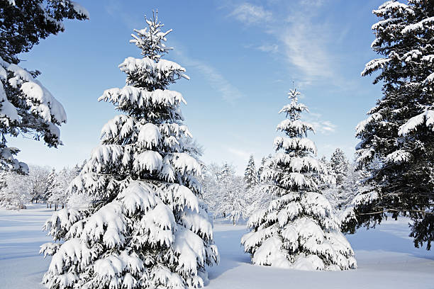snowcapped evergreens después de invierno ventisca - isweather2013 fotografías e imágenes de stock