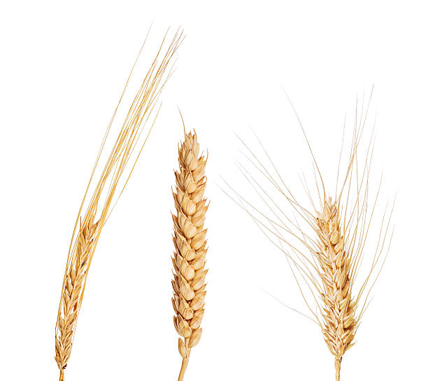 istock set of three cereals isolated on white 173786014