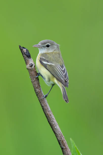 istock Bell's Vireo, Cherokee Prairie, Arkansas 1737867640