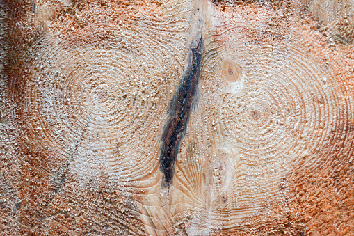 Wood background showing top cut of tree trunk with rings and textured surface.