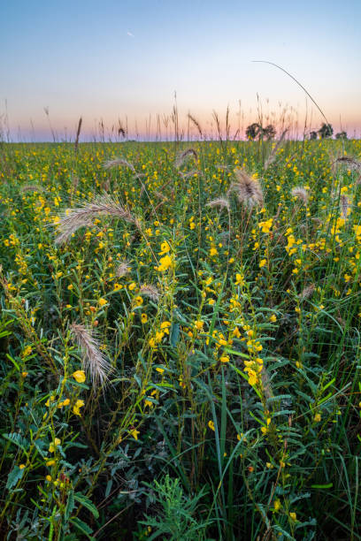 Canada Wild Rye grass (Elymus canadensis) and Partridge (Chamaecrista fasciculata), Sunrise, Tallgrass Prairie Preserve,, OK Canada Wild Rye grass and Partridge Pea moments before sunrise at the Tallgrass Prairie Preserve in Oklahoma. elymus stock pictures, royalty-free photos & images