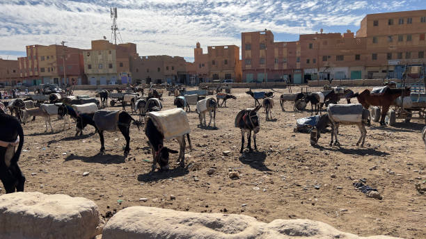 istock ⁨Donkey parking lot, Rissani⁩, ⁨Morocco 1737945373