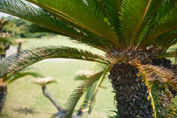 istock Beautiful cycad close-up 1737952376