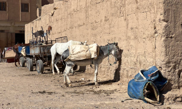 Donkey parking lot, ⁨Rissani⁩, ⁨Morocco stock photo