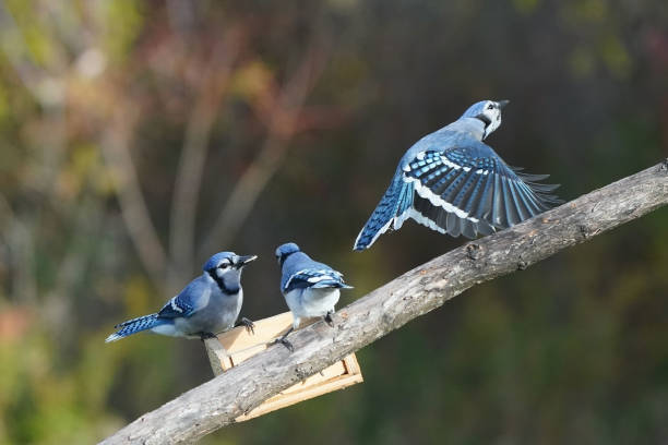 istock Blue Jay squabbles over food on the birdfeeder 1737955002