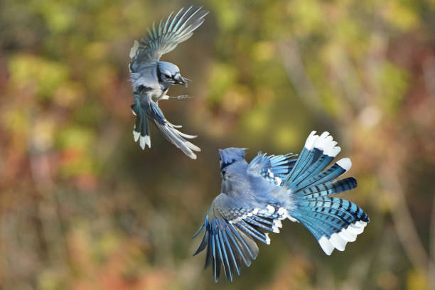 istock Blue Jay squabbles over food on the birdfeeder 1737955529