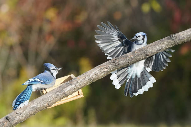istock Blue Jay squabbles over food on the birdfeeder 1737955541
